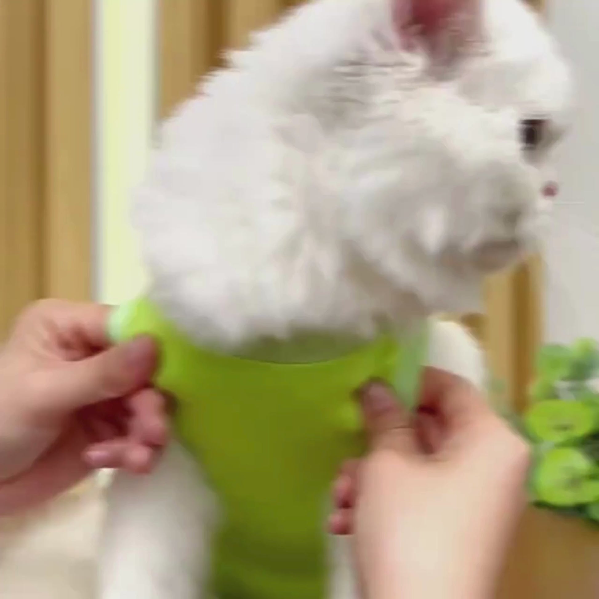 猫服 猫専用術後服  (割引クーポン対象外).